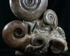 Large Lytoceras Ammonite Sculpture - Tall #7989-3
